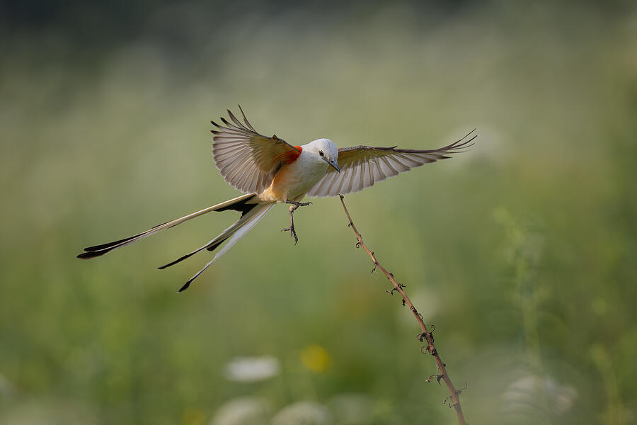 Scissor-tailed Flycatcher Photograph by Max Wang - Fine Art America