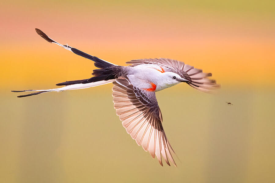 Scissor-tailed Flycatcher Photograph by Michael Zheng - Fine Art America