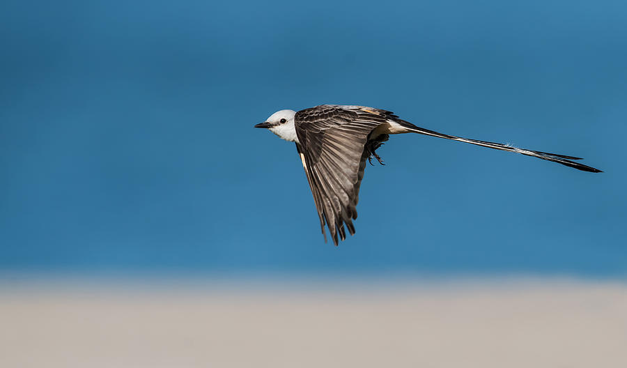 Scissor-tailed Flycatcher Photograph by Sheila Xu