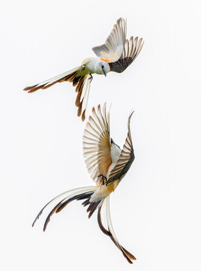 Scissor-tailed Flycatchers Photograph by Alex Li - Fine Art America