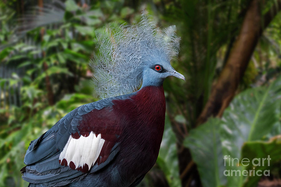 Sclaters crowned pigeon Photograph by Arterra Picture Library