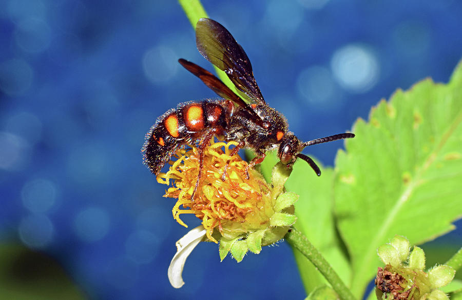 Scolid Wasp Photograph by Larah McElroy