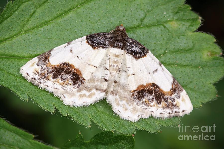 Scorched Carpet Moth Photograph by Heath Mcdonald/science Photo Library