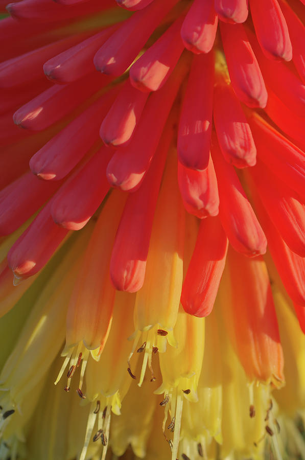 Scorching Torch Lily Photograph