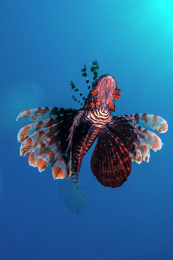 Scorpion Fish Digital Art by Manfred Bortoli