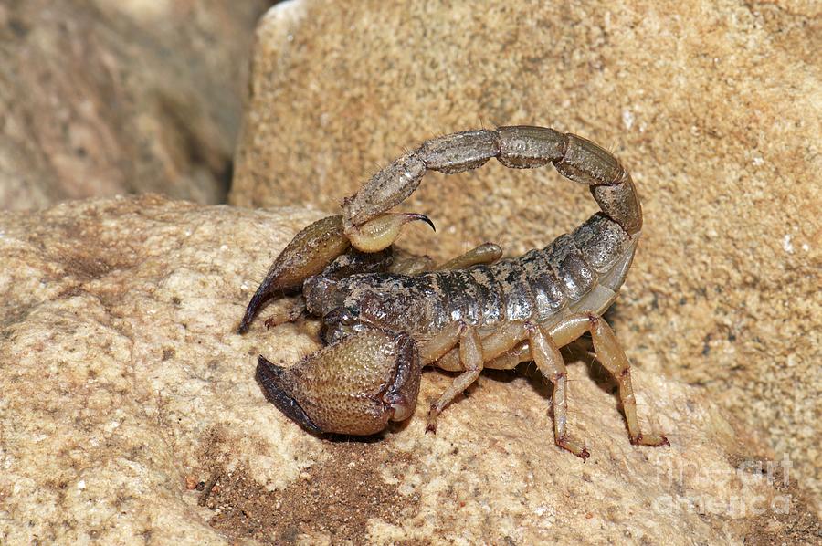 Scorpion On Rocks Photograph by K Jayaram/science Photo Library - Fine ...