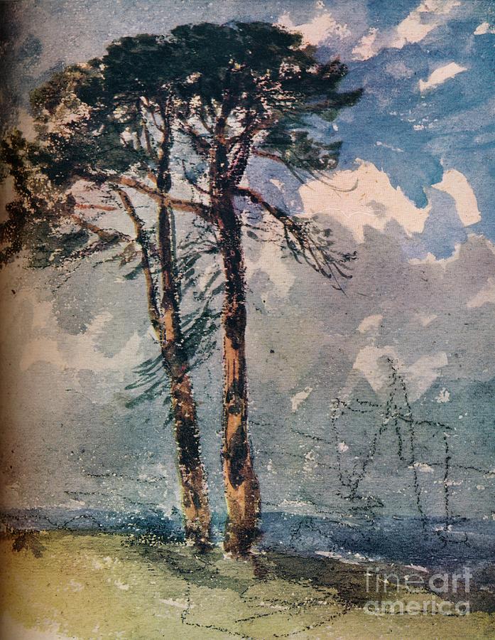 Scotch Firs,1805 Drawing by Print Collector