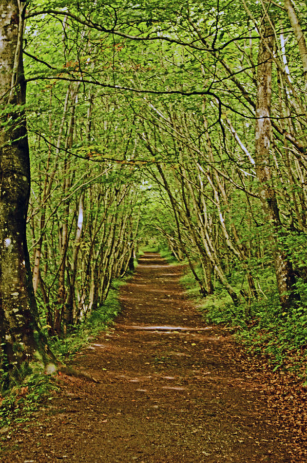 SCOTLAND. Killiecrankie. Path Through The Trees. Photograph by Lachlan Main