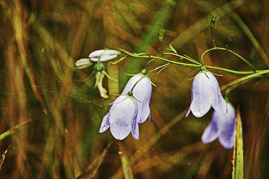 SCOTLAND. Loch Rannoch. Harebells In The Grass. Photograph by Lachlan Main