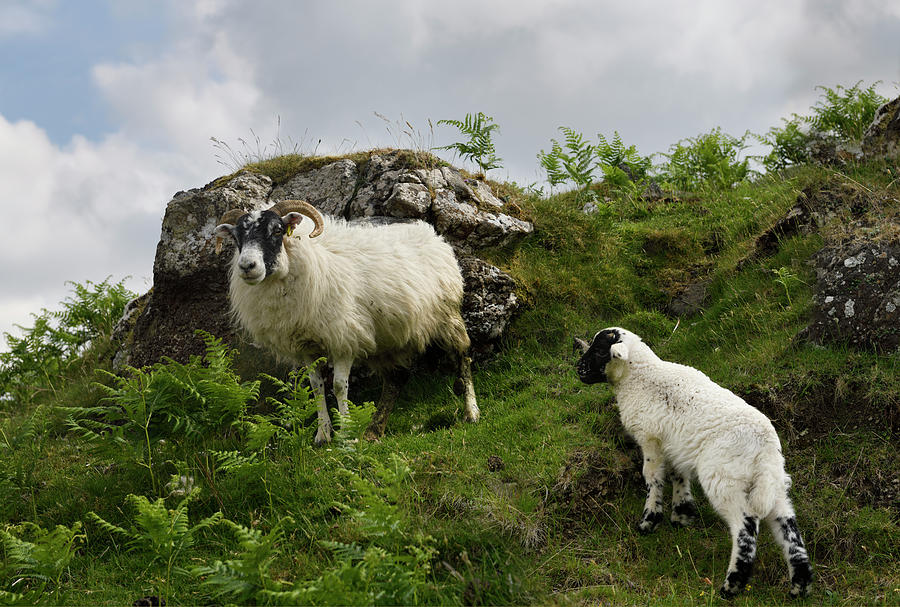 Scottish Blackface sheep lamb and mother with bracken on a hills Photograph by Reimar Gaertner