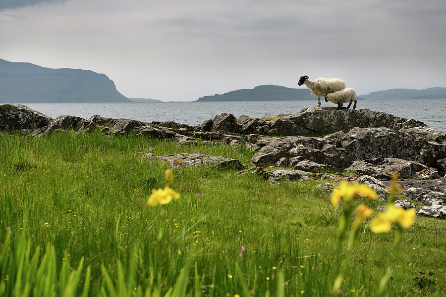 Scottish Blackface sheep mother and nursing lamb at the shore of Photograph by Reimar Gaertner