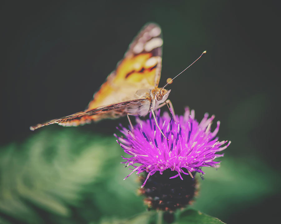 Scottish Butterfly Photograph