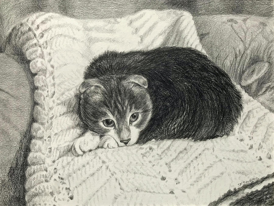 Download Scottish Fold Kitten Drawing by Suzanne Shelden