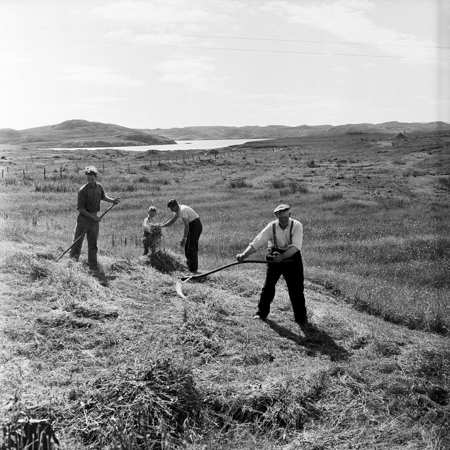 Scottish Harvest Photograph by Bert Hardy