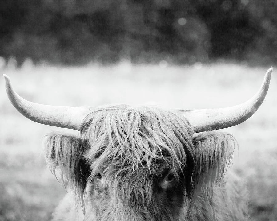 Scottish Highland Cattle Black And White Photograph