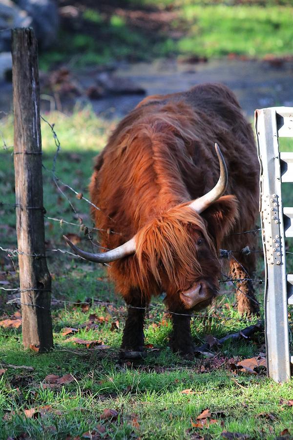 Scottish Highland Cattle Photograph