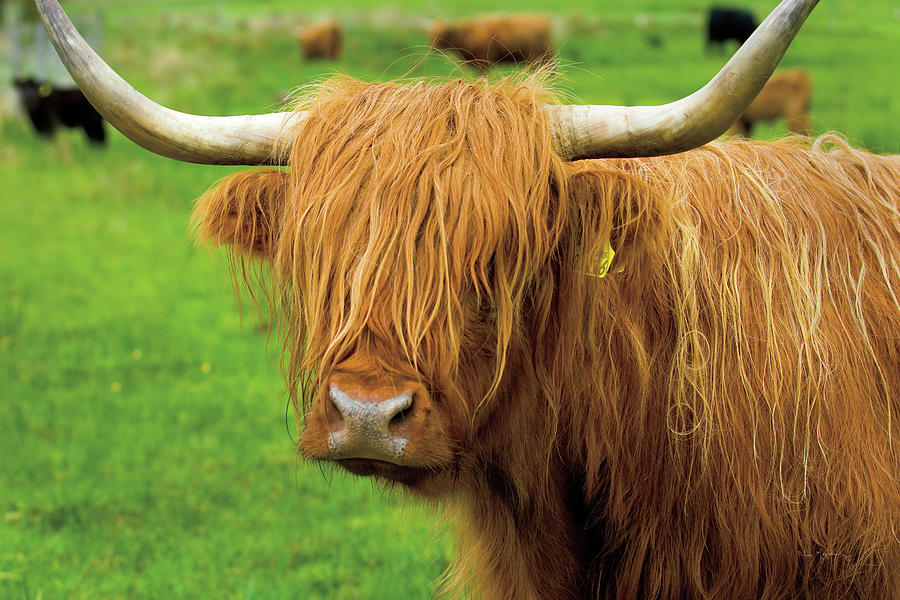 Abstract Photograph - Scottish Highland Cattle I by Alan Majchrowicz