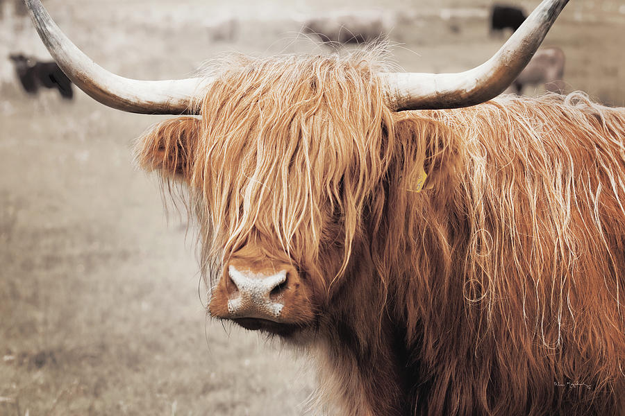 Abstract Photograph - Scottish Highland Cattle I Neutral by Alan Majchrowicz