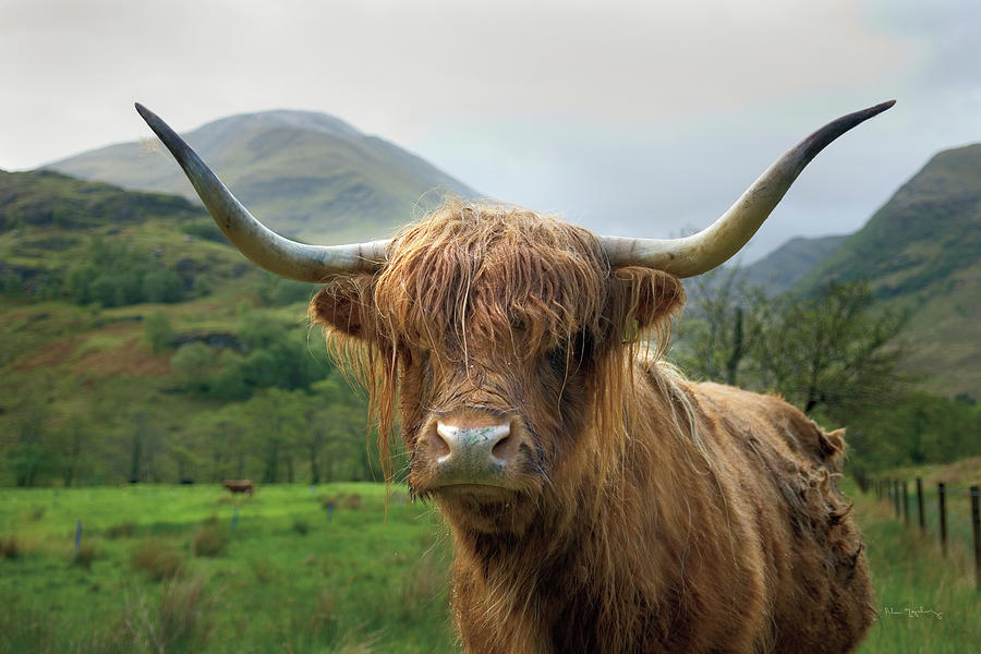 Abstract Photograph - Scottish Highland Cattle II by Alan Majchrowicz