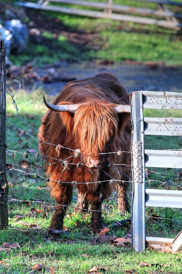 Scottish Highland Cattle II Photograph by Carol Montoya