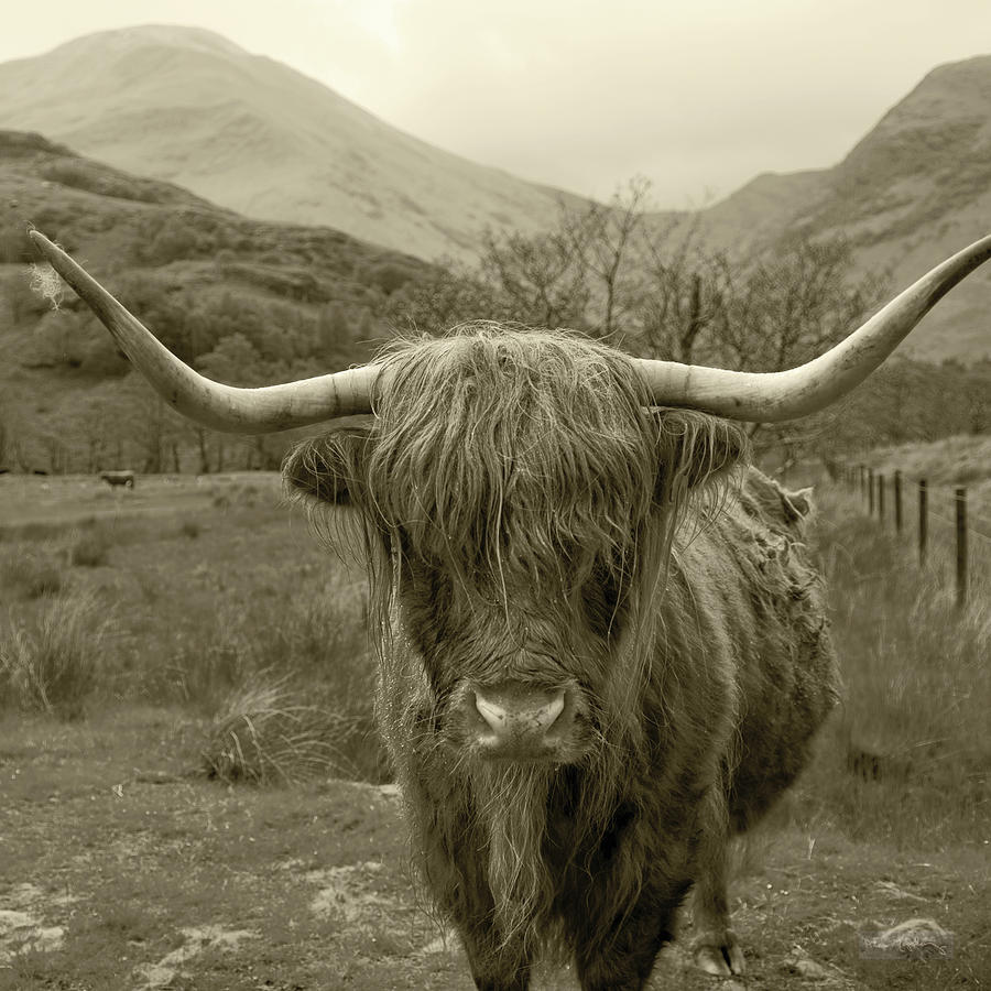 Abstract Photograph - Scottish Highland Cattle IIi Sepia by Alan Majchrowicz