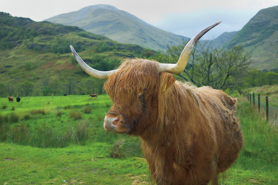 Scottish Highland Cattle Iv Photograph by Alan Majchrowicz - Fine Art ...