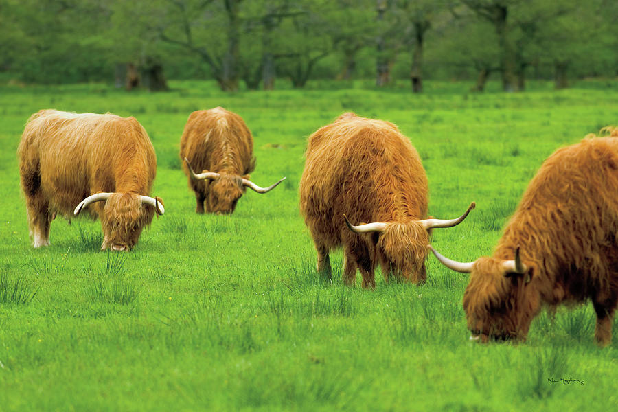 Abstract Photograph - Scottish Highland Cattle Ix by Alan Majchrowicz