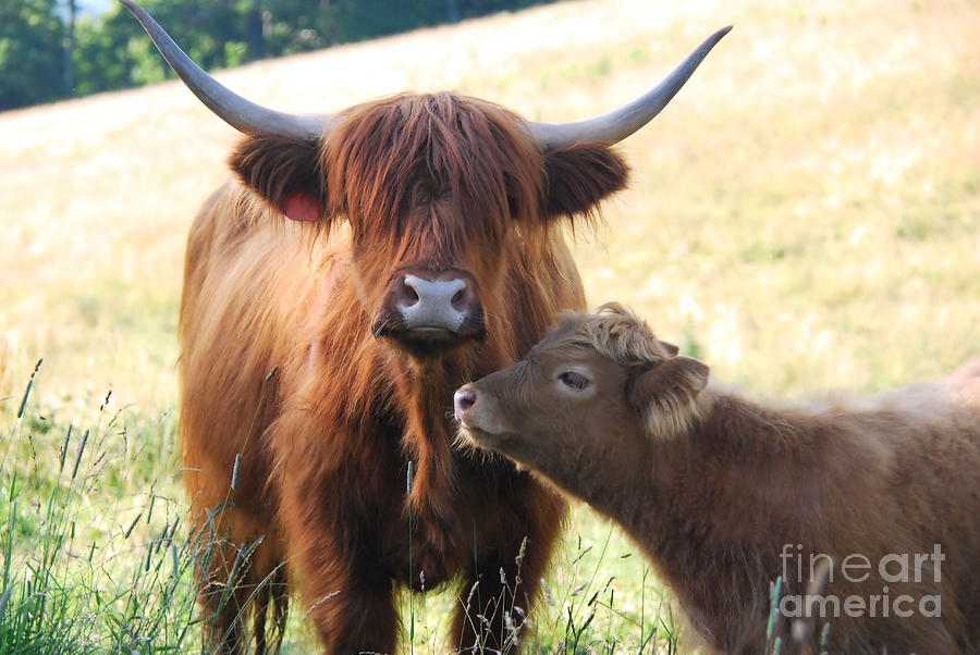 Scottish Highland Cattle Mother Cow And Calf Photograph By Dianne