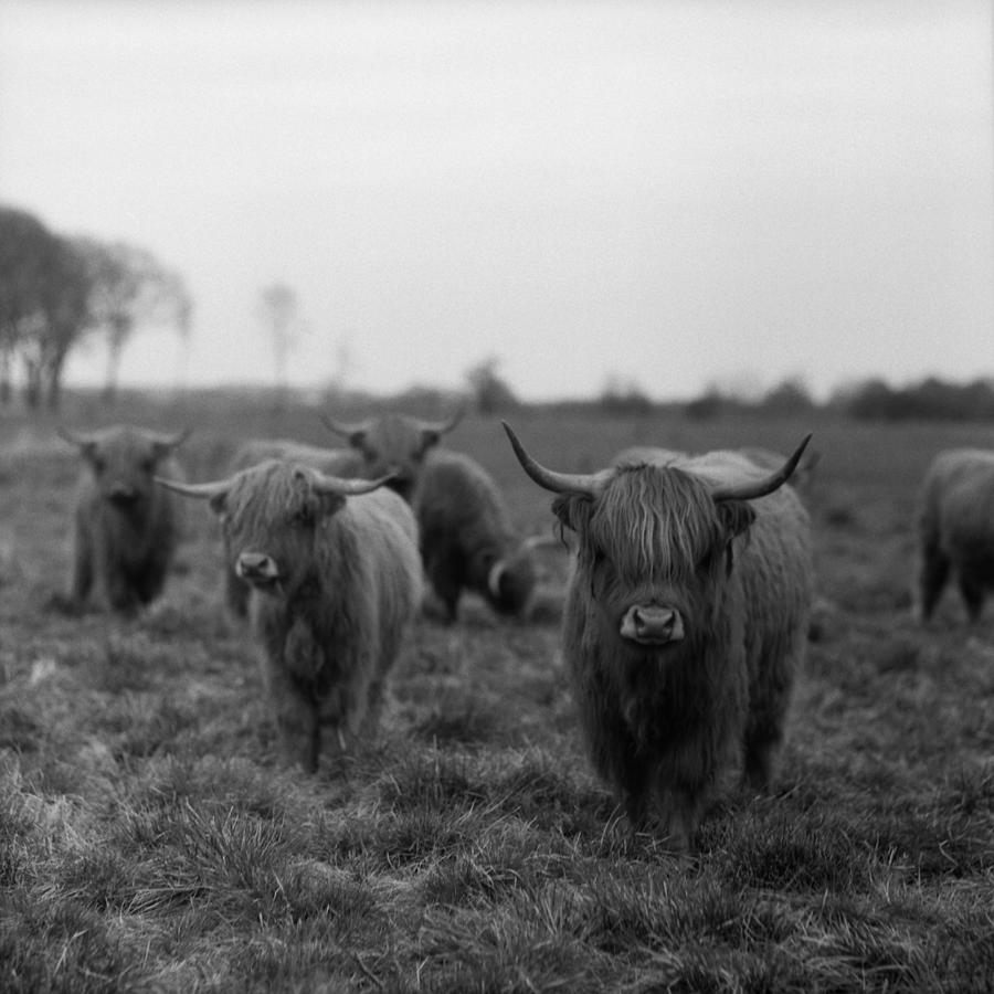 Scottish Highland Cattle On Field Photograph by Stephan Ohlsen