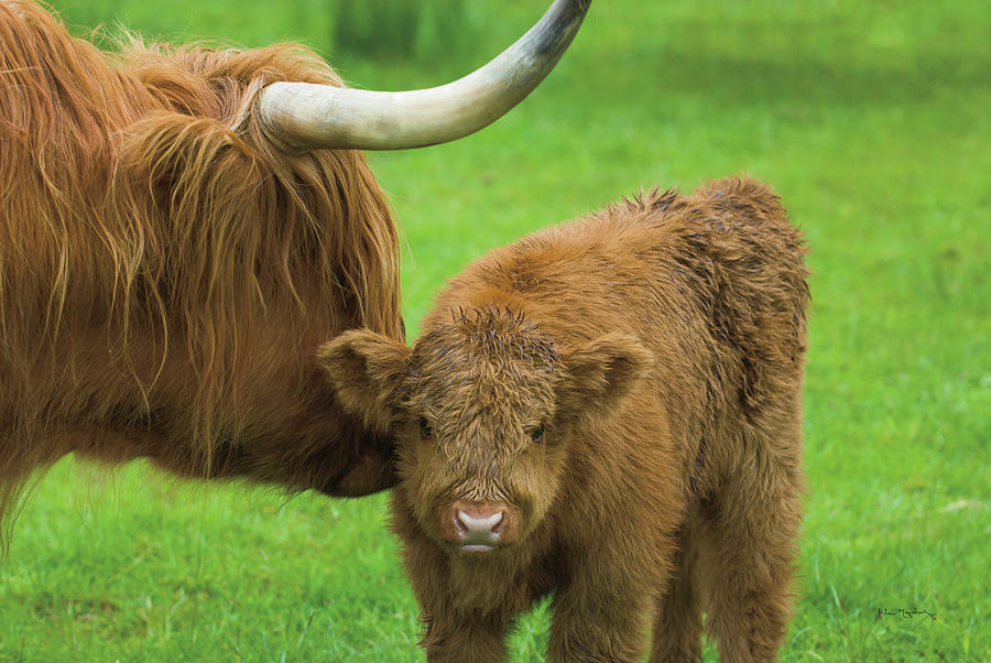 Abstract Photograph - Scottish Highland Cattle Vii by Alan Majchrowicz