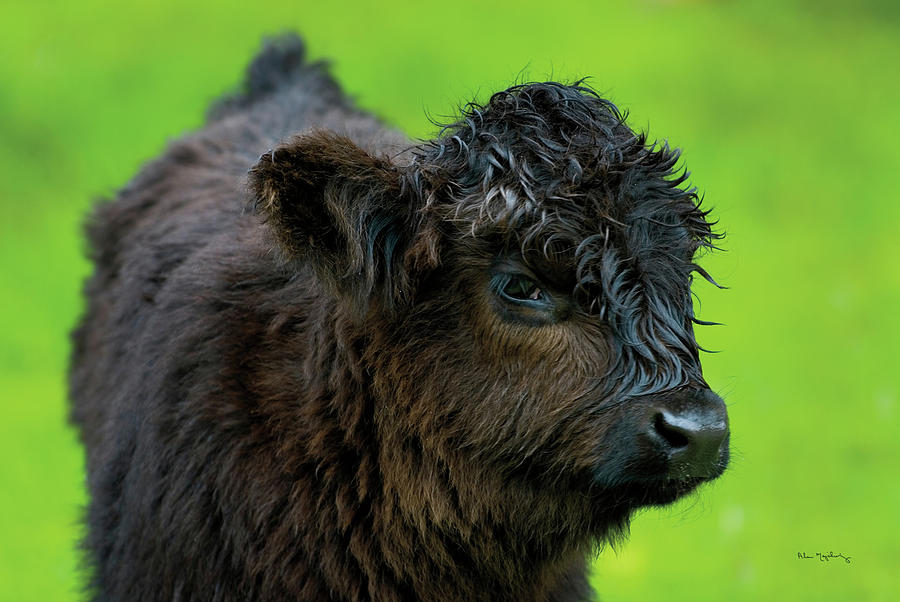 Animal Painting - Scottish Highland Cattle Xi by Alan Majchrowicz