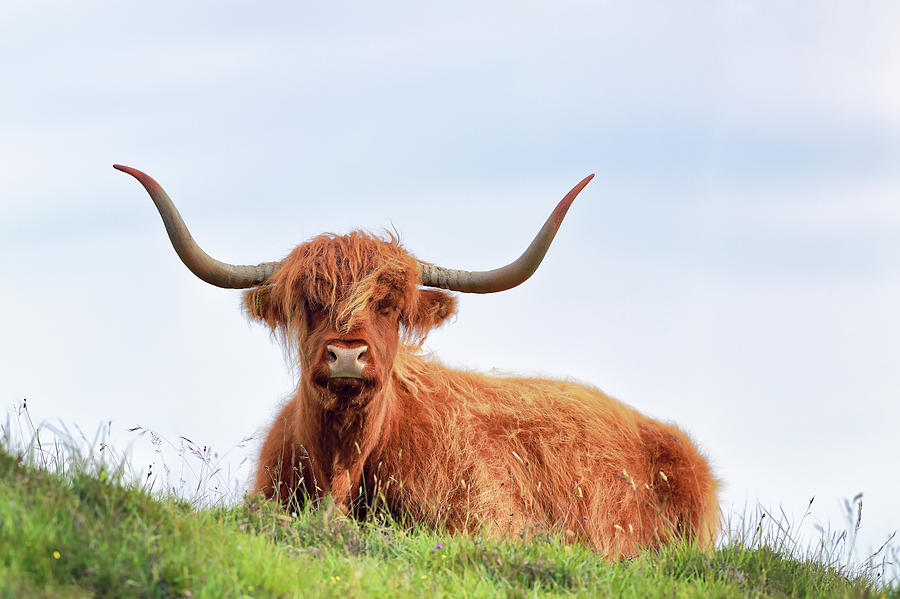 Highland Cow Photograph - Scottish Highland Cow - Drinan - Skye by Grant Glendinning