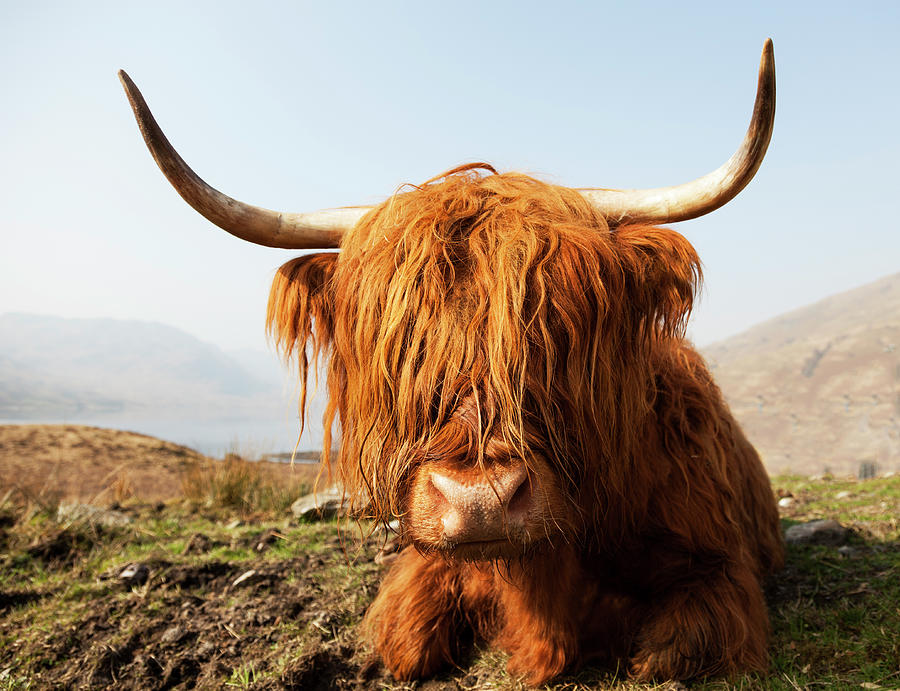 Scottish Highland Cow Photograph by Empato