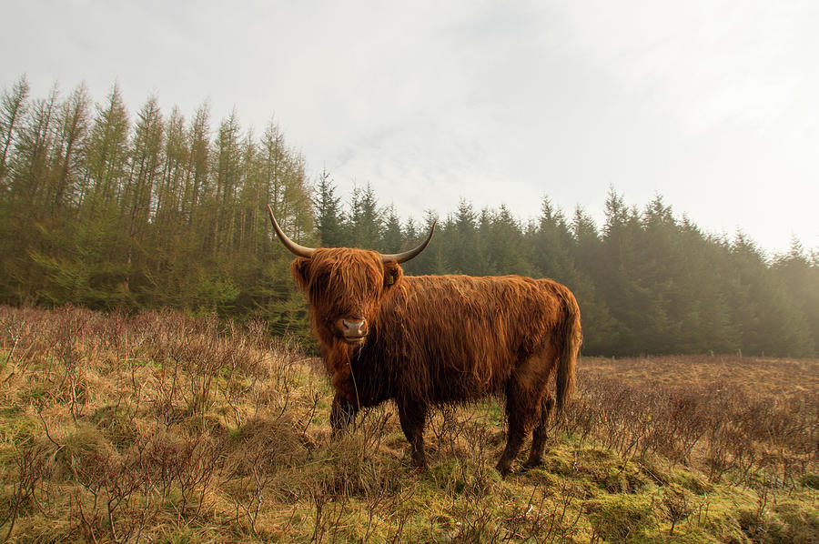 Scottish Highland Cow Photograph by Photography By Spencer Bowman