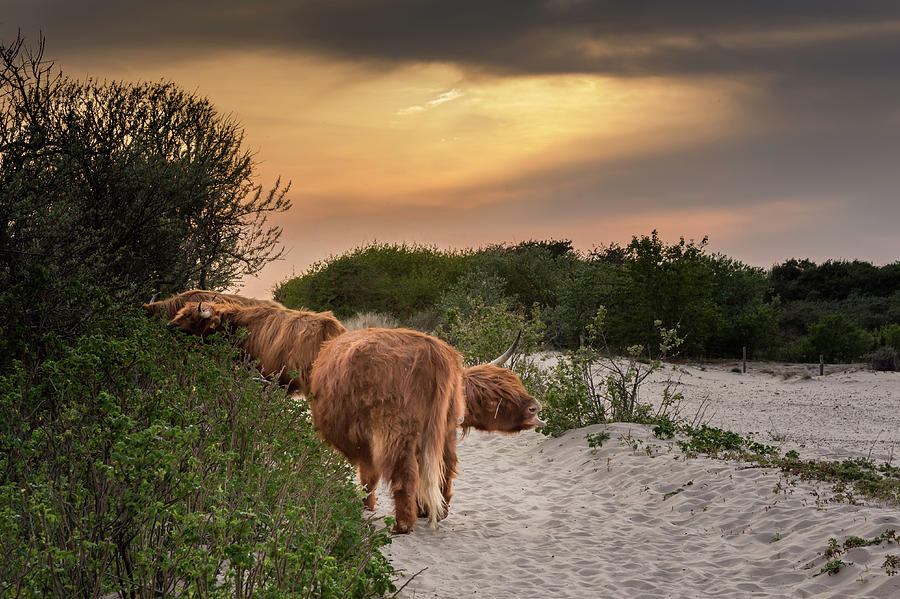 Scottish Highland cows in the sand dunes of Scheveningen Photograph by Wolfgang Stocker