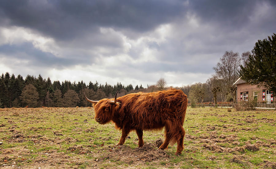 Scottish Highlander In Holland Photograph by Rob Kints