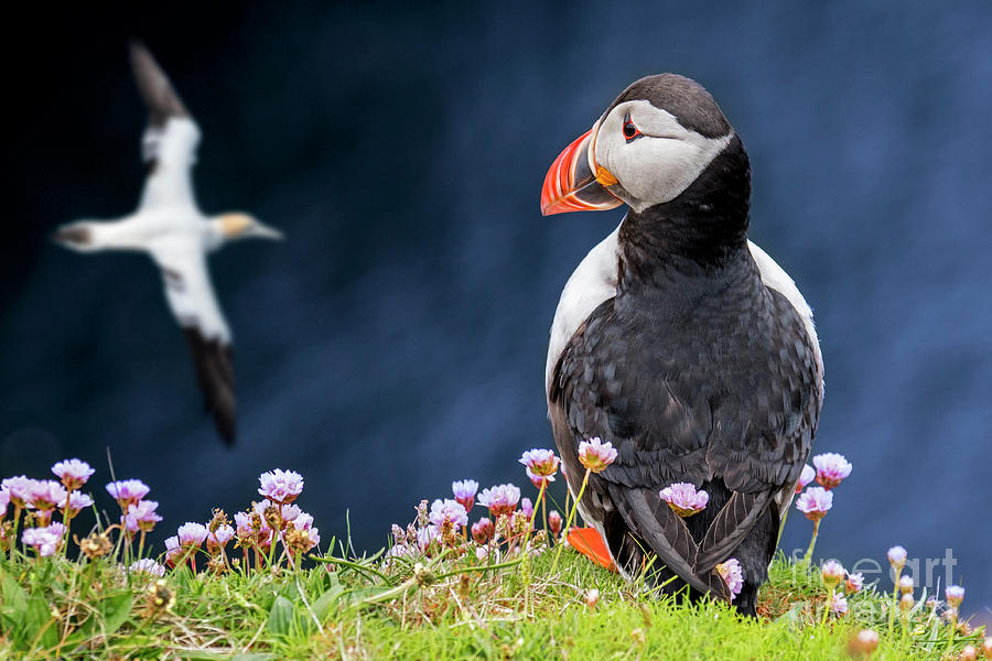 Scottish Puffin and Soaring Gannet Photograph by Arterra Picture Library