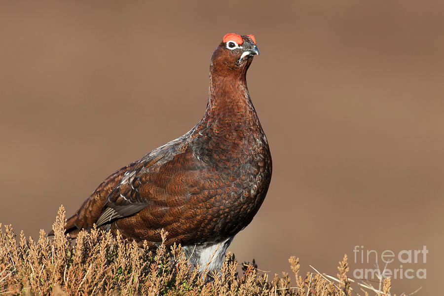 Scottish Red Grouse Photograph by Arterra Picture Library
