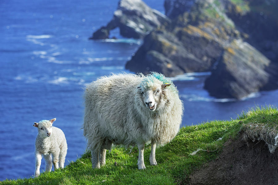 Scottish Sheep With Lamb Photograph