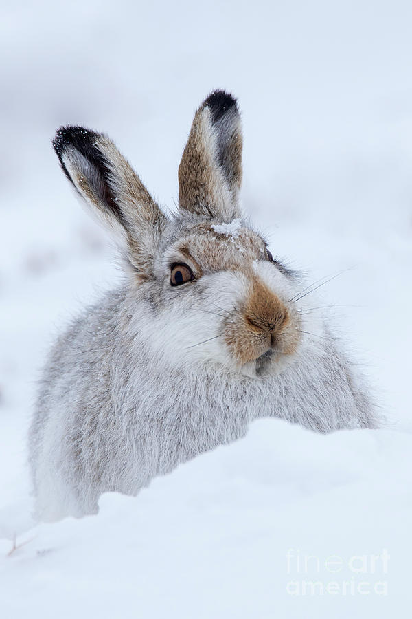 Scottish Snow Hare Photograph by Arterra Picture Library