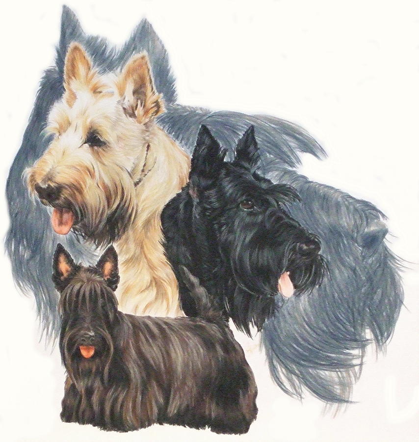 Scottish Terrier Grouping Drawing by Barbara Keith