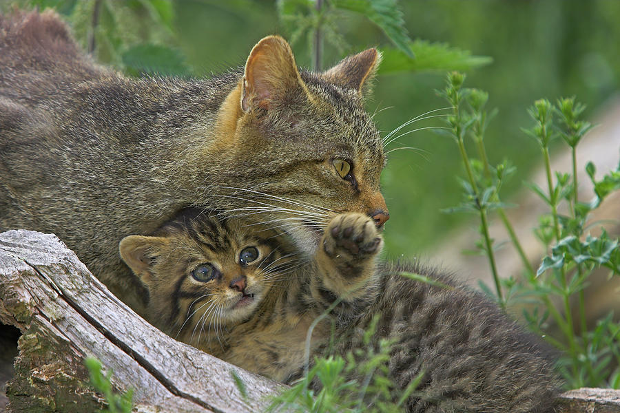 Scottish Wildcat Felis Sylvestris Photograph by Nhpa