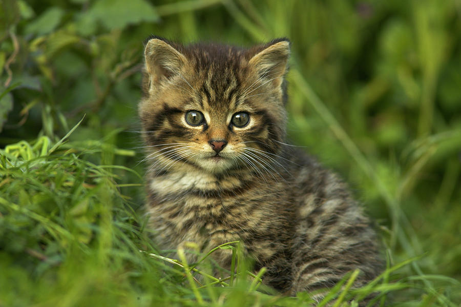 Scottish Wildcat Kitten Felis Photograph by Nhpa