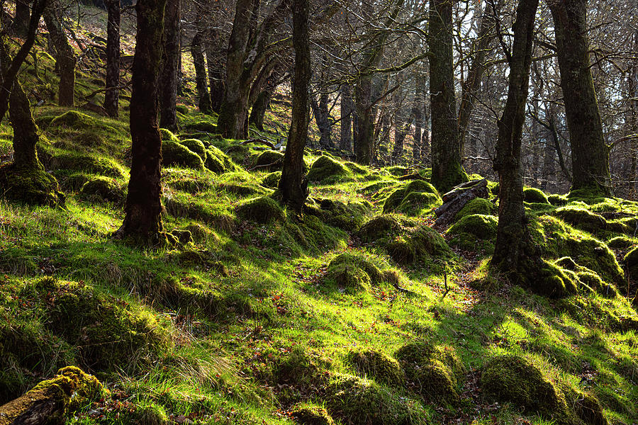 Tree Photograph - Scottish Woods by Svetlana Sewell