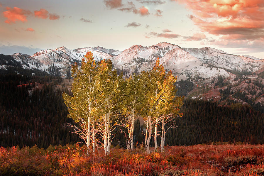 Mountain Photograph - Scotts Peak Aspens by Wasatch Light