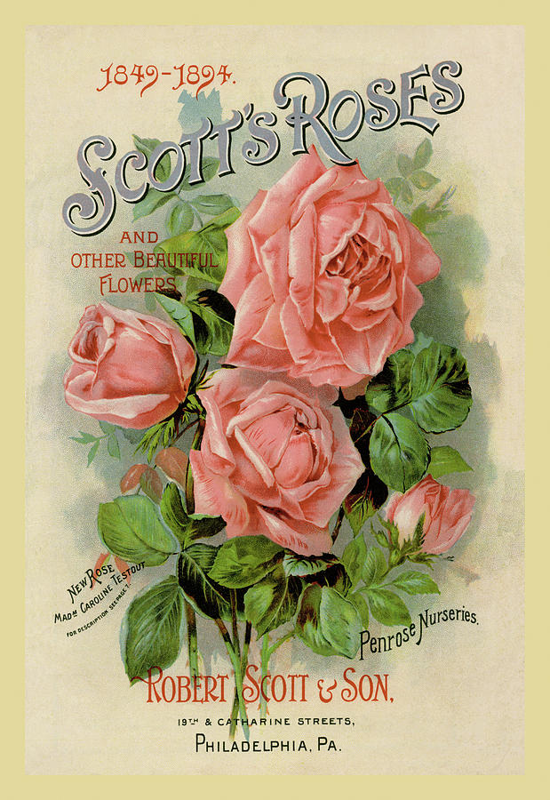 Scotts Roses and Other Beautiful Flowers Painting by Unknown