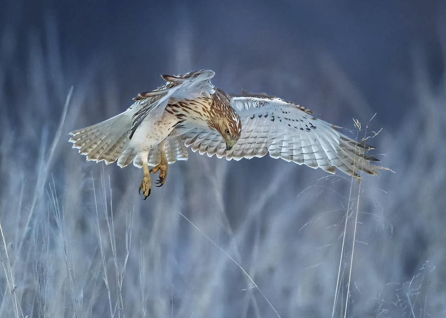 Hawk Photograph - Scouting by Rob Li