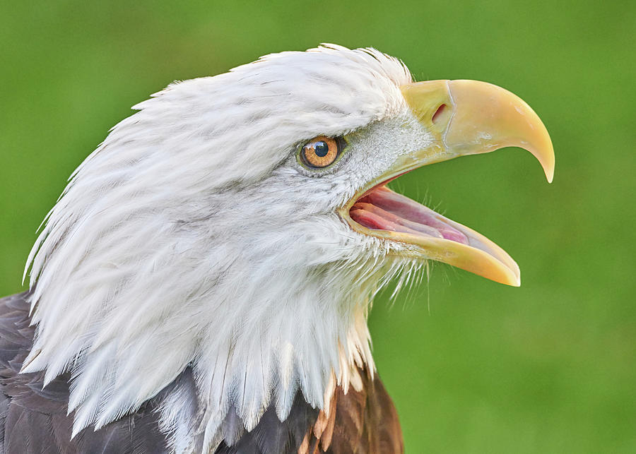 Screaming Eagle by Jim Hughes Screaming Eagle by Jim Hughes