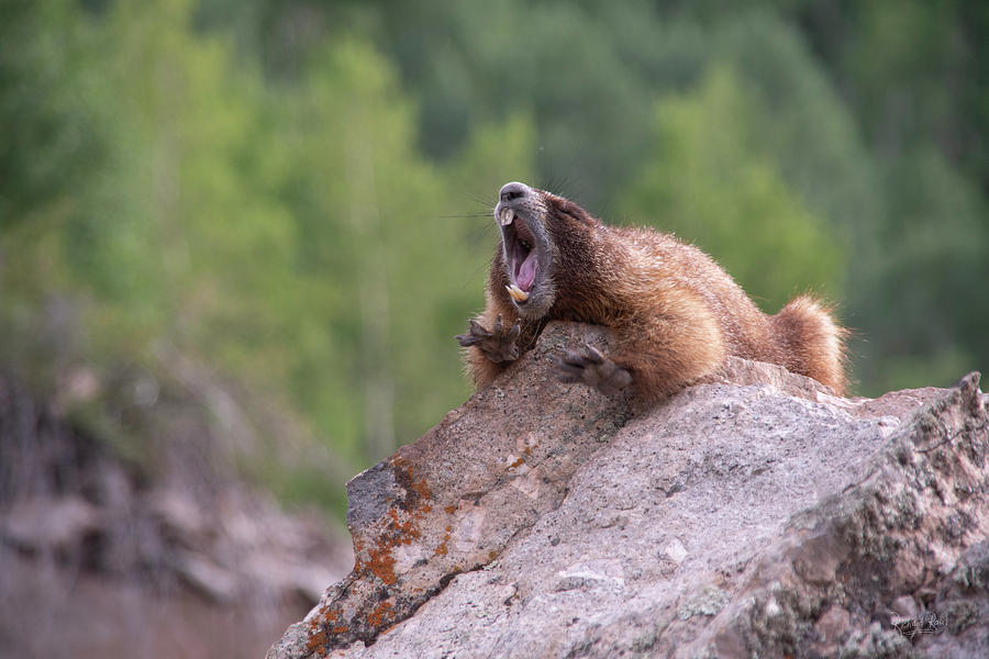 Screaming Marmot Photograph by Richard Raul Photography | Fine Art America