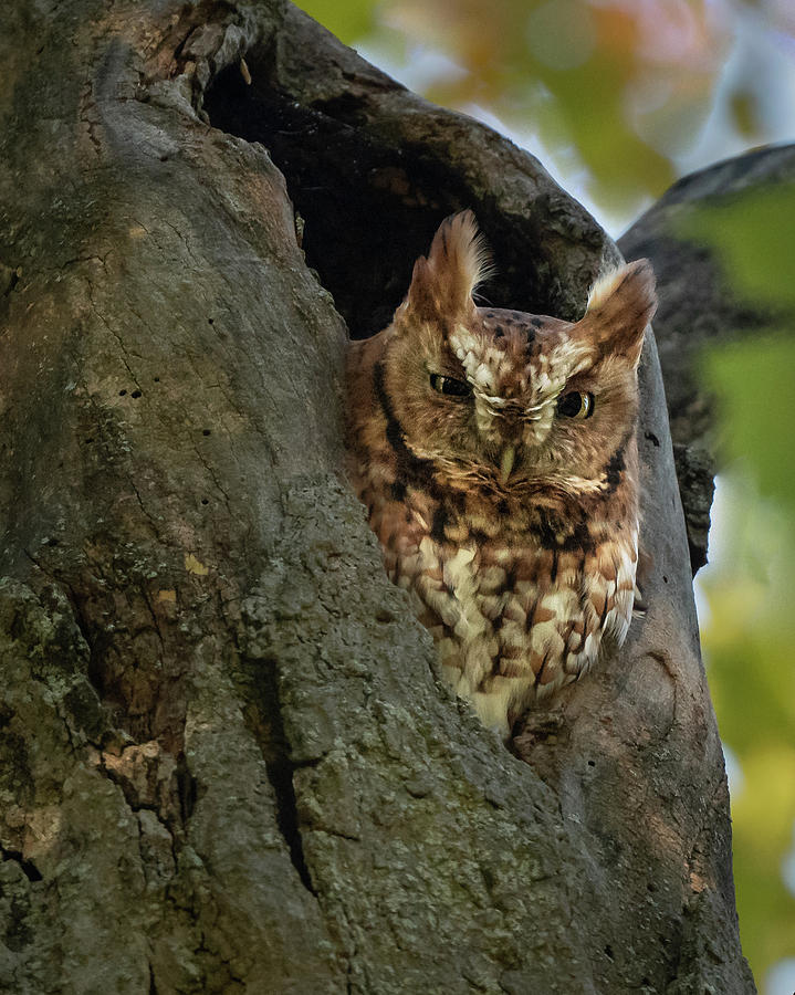 Screech Owl 2 Photograph by Hershey Art Images